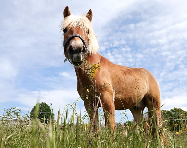 Django, foto profilo cavallo I'M Possible